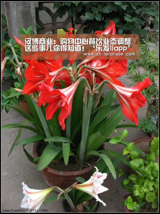 乐发llapp