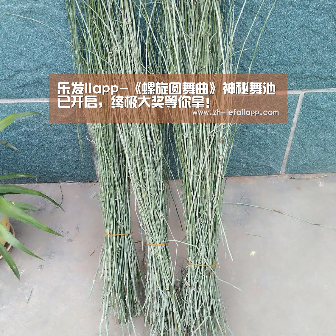 乐发llapp-《螺旋圆舞曲》神秘舞池已开启,终极大奖等你拿!(图2) 乐发llapp